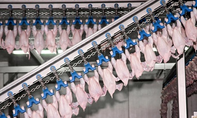  Крупнейшие птицефабрики произвели 4,64 млн тонн мяса бройлера 